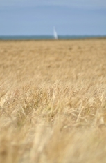 Voile à l'horizon sur champ de blé